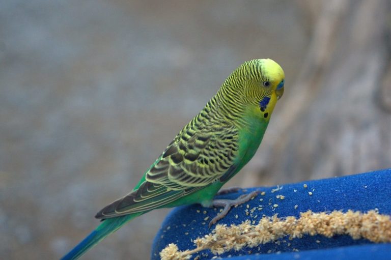 La storia commovente del pappagallo senza becco: oggi ha una nuova vita e…