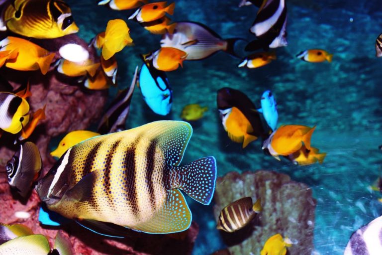 Pesci tropicali: le specie più facili da allevare e dai colori meravigliosi