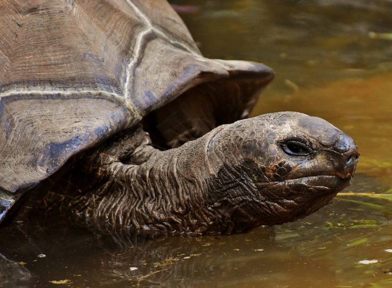 Scoperta tartaruga dalla forma stranissima: pesa 86 kg e ha il guscio molle [FOTO]