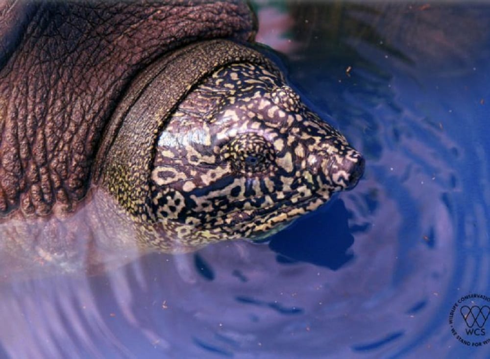 tartaruga swinhoe guscio molle