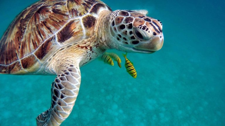 Tutte le tartarughe marine presenti in natura: maestose e fra le più antiche al mondo