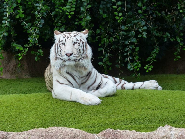 La tigre bianca: caratteristiche e verità su questa affascinante specie