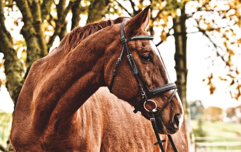 Infezioni da zecche nel cavallo: sintomi e terapie necessarie