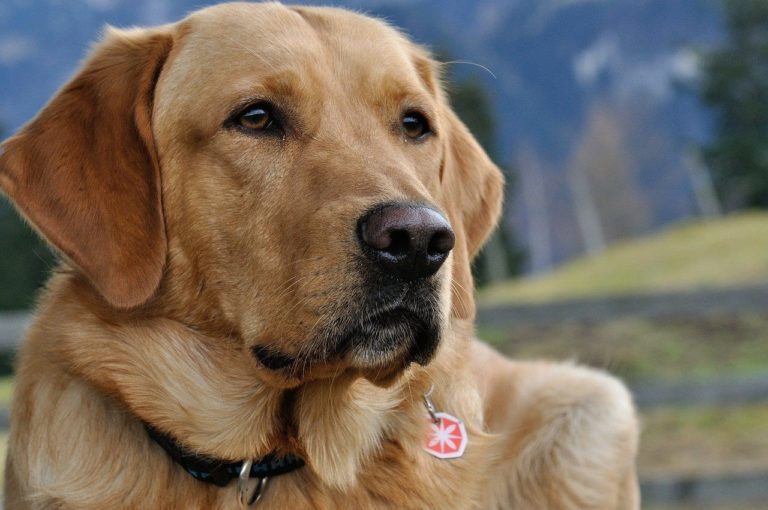 Cani da Pet Therapy: dalle razze più socievoli a quelle più pazienti