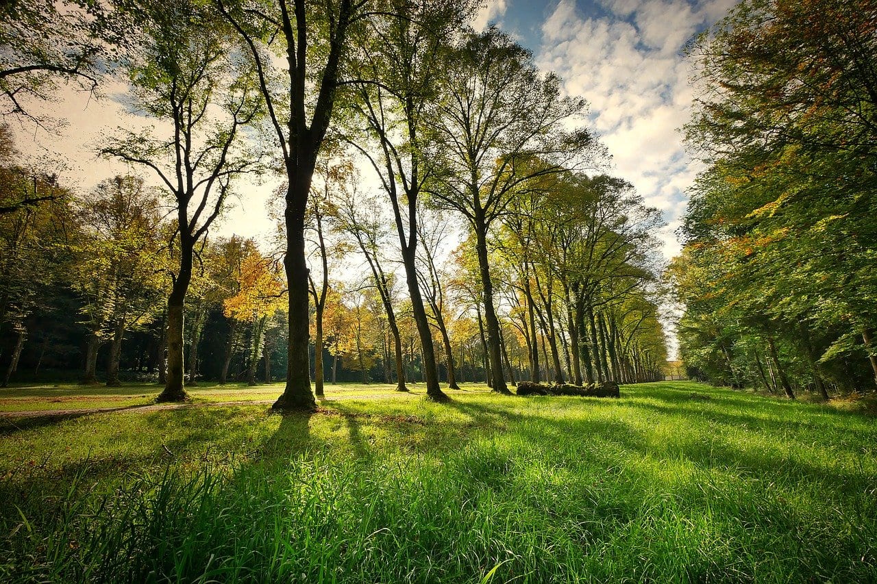 avvistamento parco