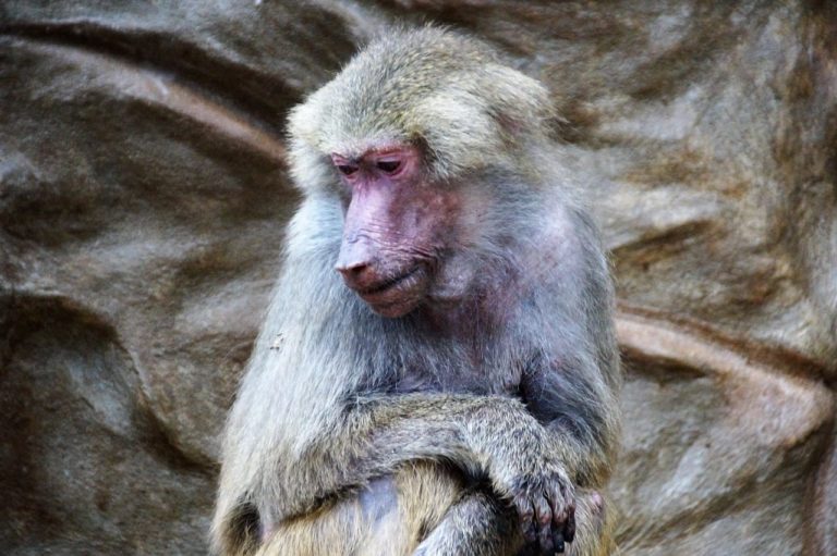 Il Babbuino: curiosità e abitudini della scimmia più simile all’uomo