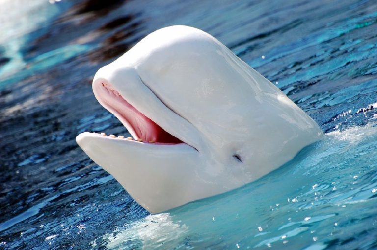 Il beluga: tutte le peculiarità dell’affascinante balena bianca