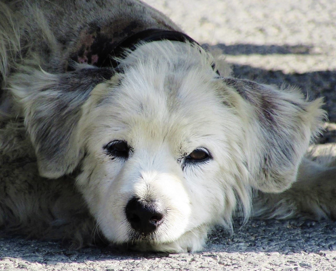 cane abbandonato