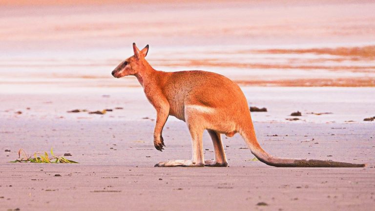 Canguro Rosso, curiosità e abitudini del “re” indiscusso dell’Australia