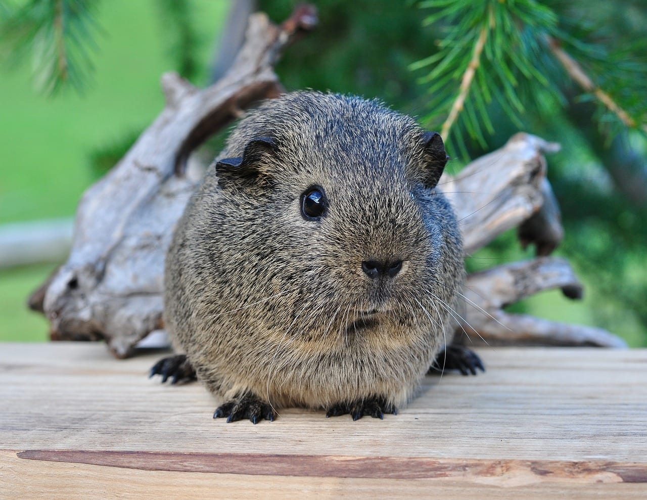 cavia bevitore