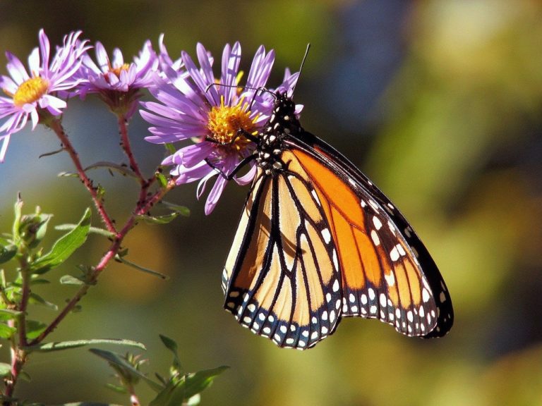 Farfalla monarca: una migrazione unica che attraversa quattro generazioni