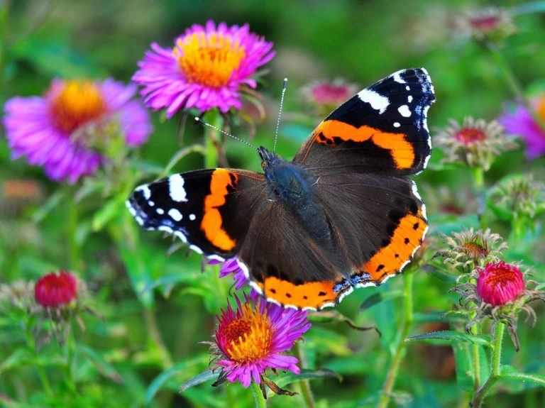 Le ali delle farfalle: la verità sulle origini delle diverse colorazioni