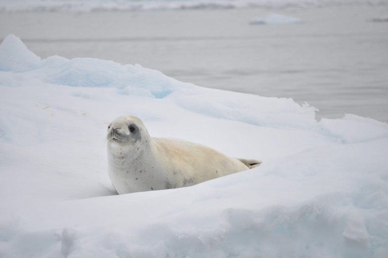Le foche della Groenlandia a rischio estinzione: la colpa è dei cambiamenti climatici e dell’uomo