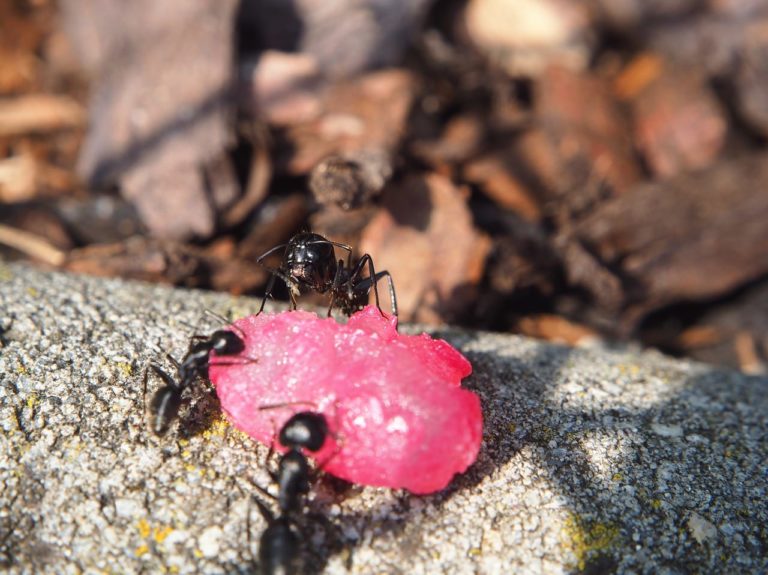 La forza delle formiche: come questi insetti riescono a trasportare carichi molto pesanti