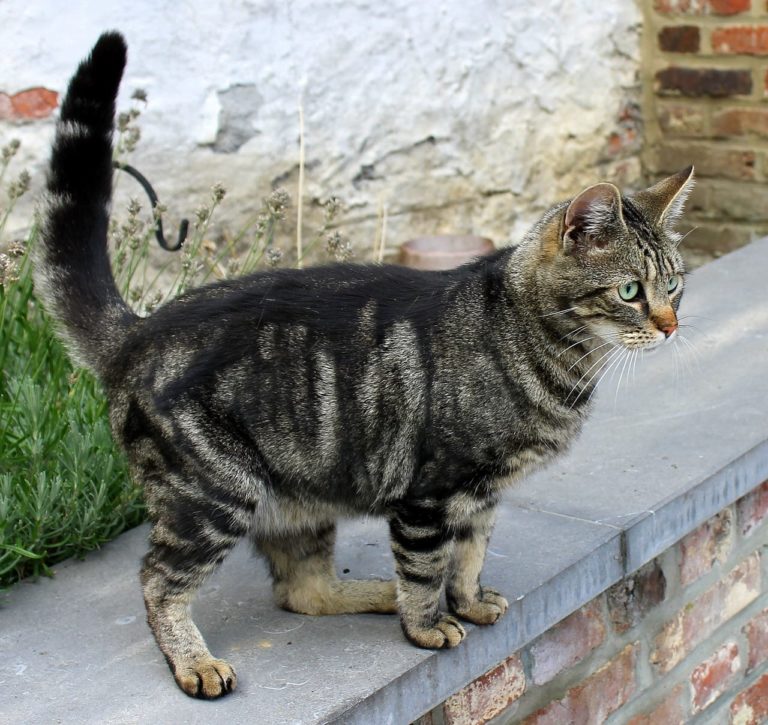 Perché il gatto tiene spesso la coda alzata? Verità e false interpretazioni