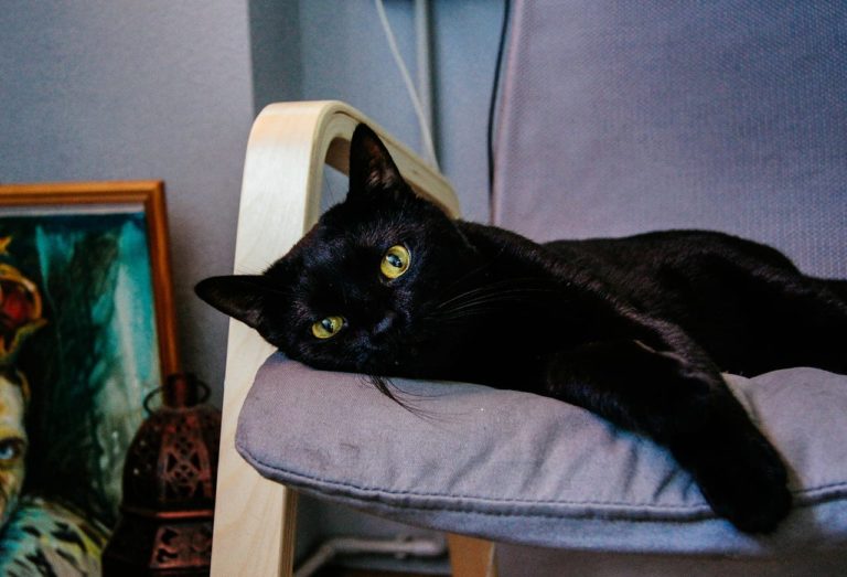 Le razze più diffuse di gatto nero: le peculiarità e la verità sulla superstizione