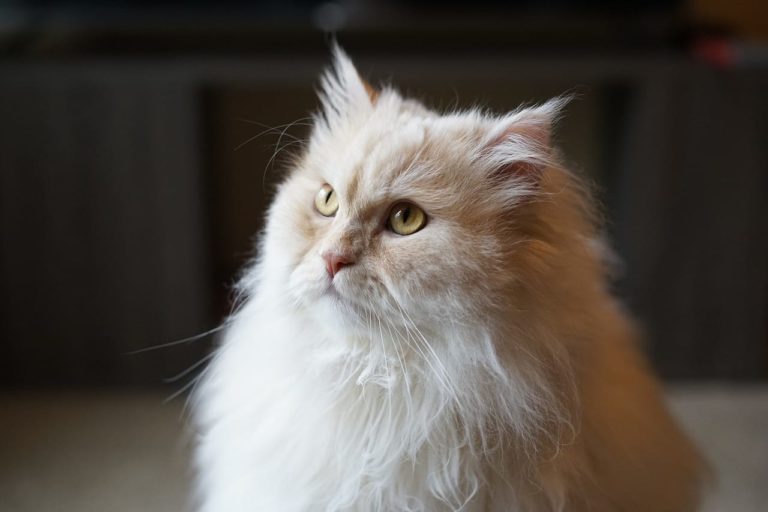 Gatto Persiano: carattere e abitudini della pregiatissima razza di felino