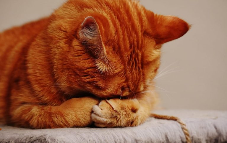 La storia commovente del gattino senza occhi: inizia a “vedere” in un modo speciale
