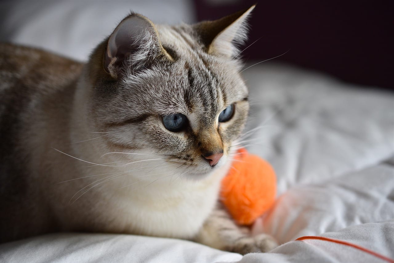 gatto sterilizzazione