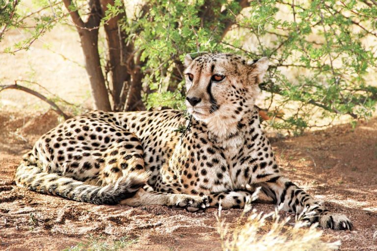 Ghepardo a rischio estinzione: pericolose minacce per il felino più veloce del mondo