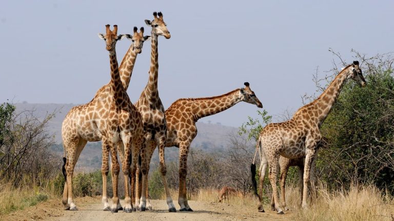 Specie di giraffe presenti sulla Terra: uno studio rivela che sono più di una