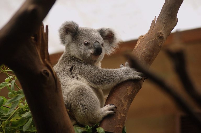 Koala senza una zampa, torna ad arrampicarsi grazie alla protesi fatta da un dentista [FOTO]