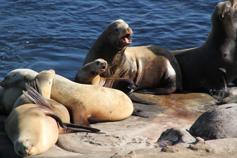 Un gruppo di leoni marini fa “l’autostop” e si sdraia sulla prua di una nave: immagini uniche [FOTO]