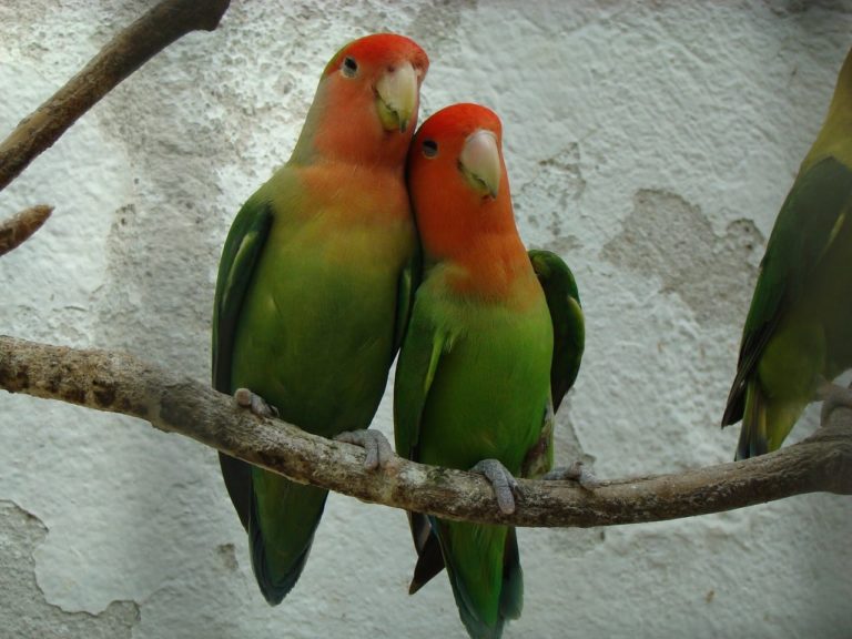 Pappagalli Inseparabili: caratteristiche degli uccelli che si amano per tutta la vita