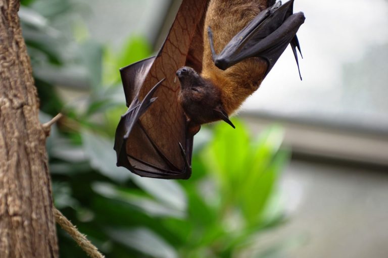 Perché i pipistrelli dormono a testa in giù: indispensabile per spiccare il volo