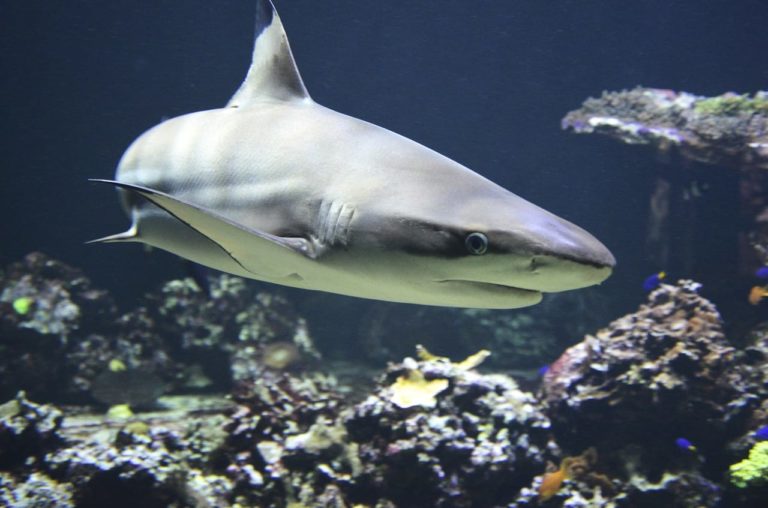 Gli squali non dormono mai: potrebbe essere rischioso per la loro sopravvivenza