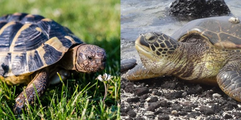 Differenza tra testuggine e tartaruga: dipende da quanto tempo trascorrono in acqua