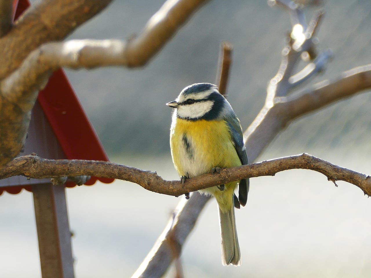 uccellino canto