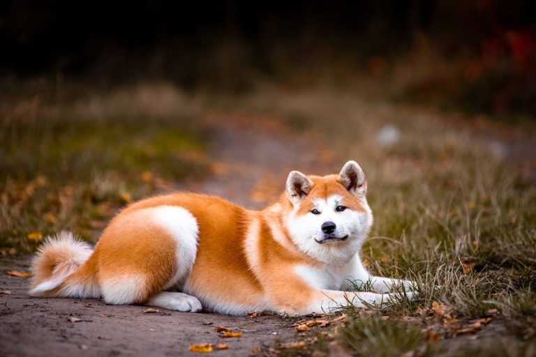 Akita Inu: caratteristiche e curiosità del cane considerato simbolo di fedeltà