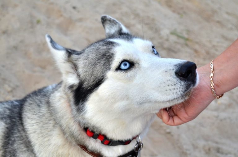 Come educare un Husky: socializzare con un cane dal temperamento indipendente