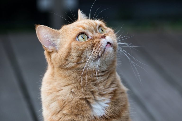 Munchkin: caratteristiche e abitudini del “gatto bassotto” [FOTO]