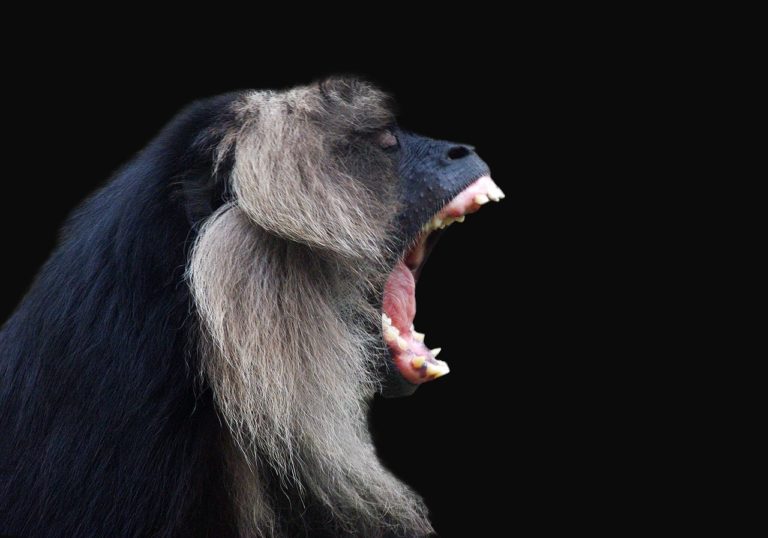 La Scimmia Urlatrice: caratteristiche e curiosità sull’animale dal verso più potente al mondo
