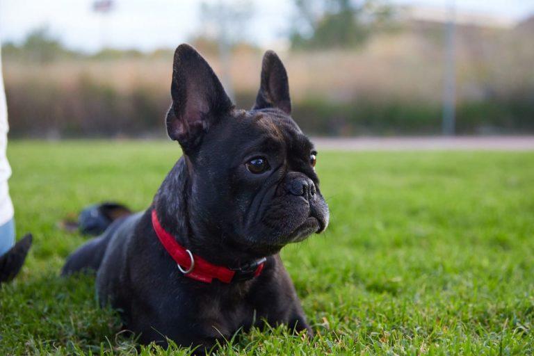 Bulldog Francese, caratteristiche e curiosità dei piccoli cani “russatori”