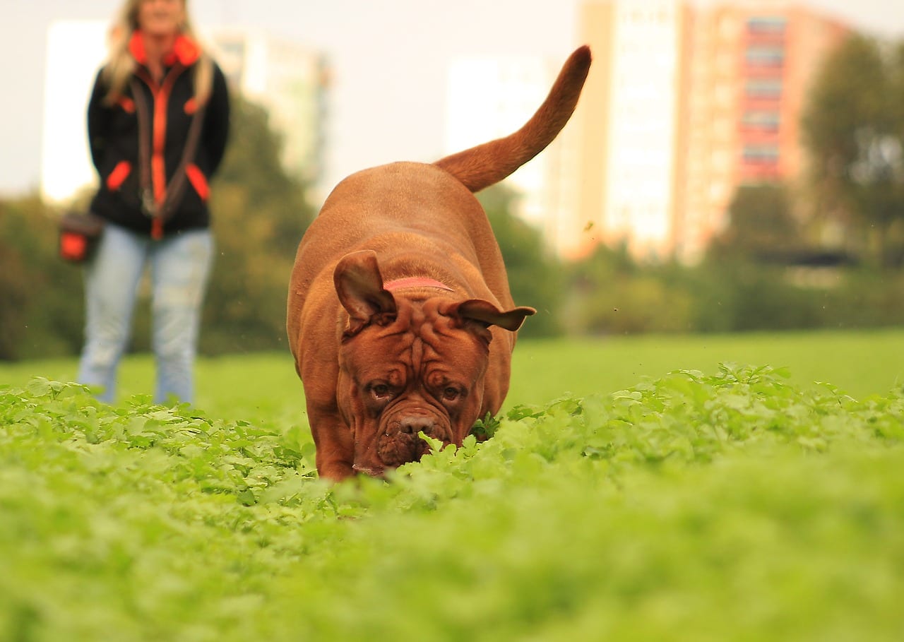 cane adulto addestramento