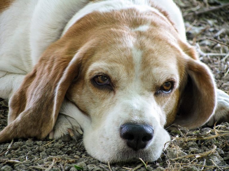 Le patologie più comuni nel cane anziano: dall’iperaggressività alla depressione da involuzione