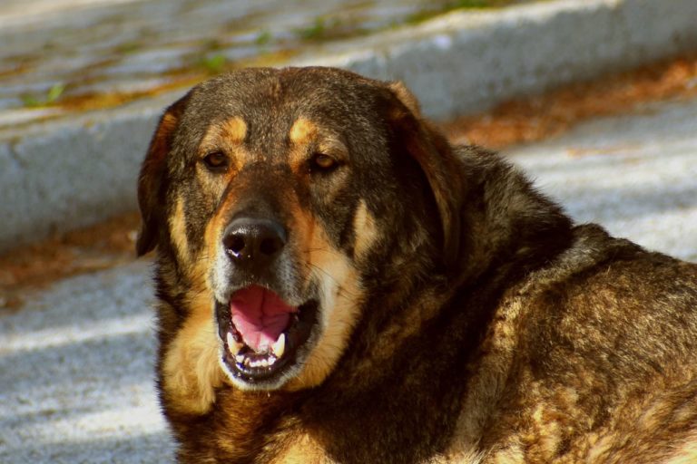 Le malattie della bocca nel cane: dalle più comuni alle più gravi