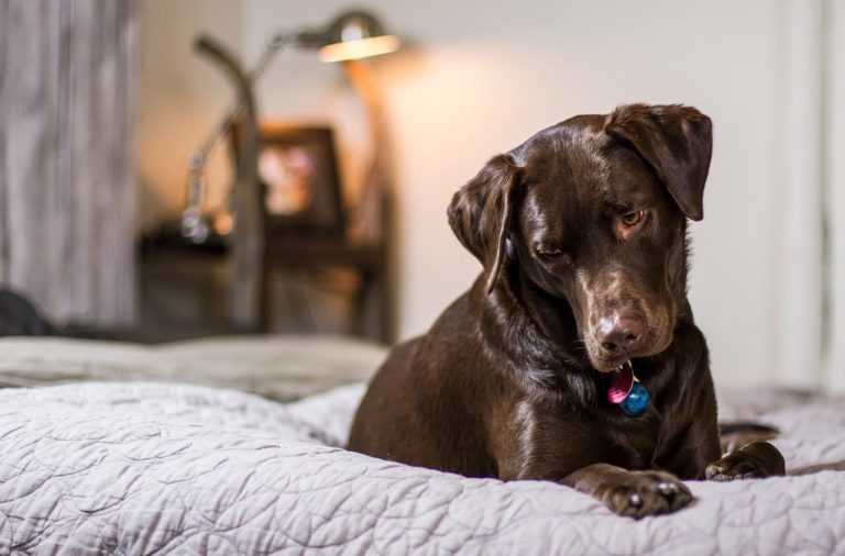 Perché il cane scava sul letto? Potrebbe essere grave se associato ad altri sintomi