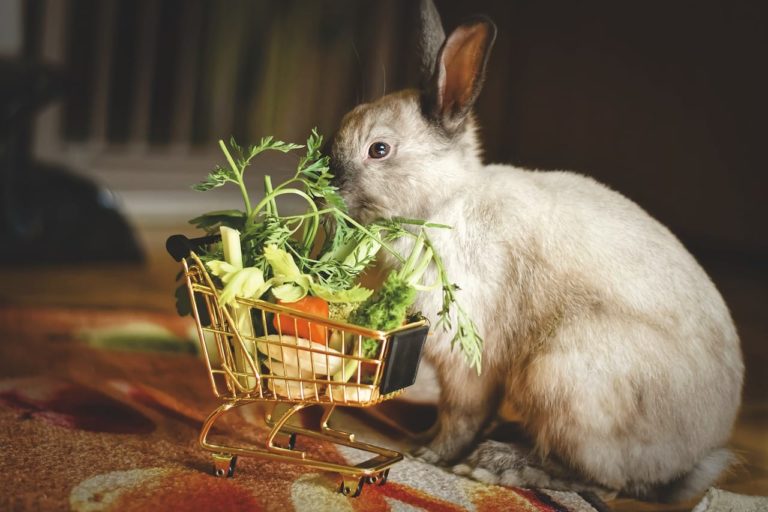 Verdure tossiche per i conigli: dalle meno dannose alle più pericolose