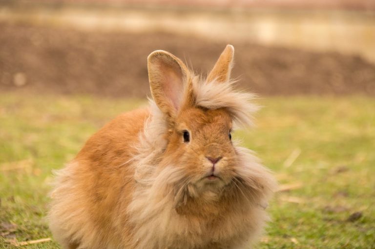 Coniglio Testa di Leone: caratteristiche e curiosità sull’animale che comunica ogni suo stato d’animo