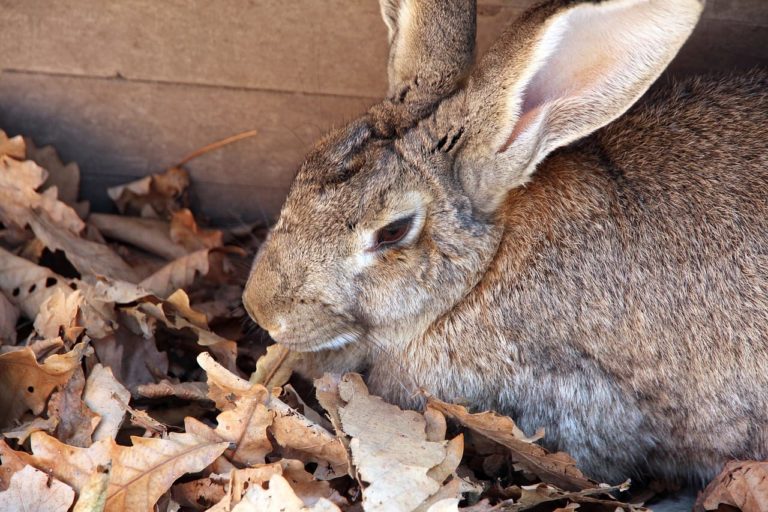 Coniglio gigante delle Fiandre: curiosità e abitudini degli esemplari più pesanti del mondo