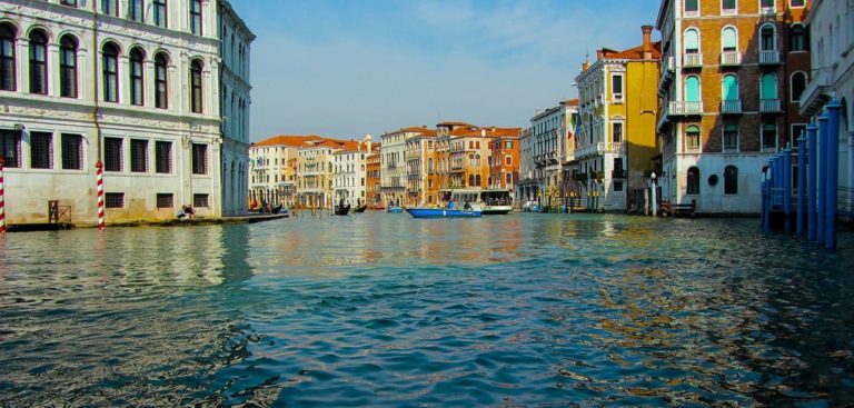 Stupore a Venezia: avvistata una rara coppia di animali nel Canal Grande