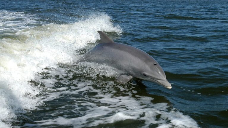 L’eccezionale udito dei delfini: non hanno le orecchie ma sentono 10 volte più dell’uomo
