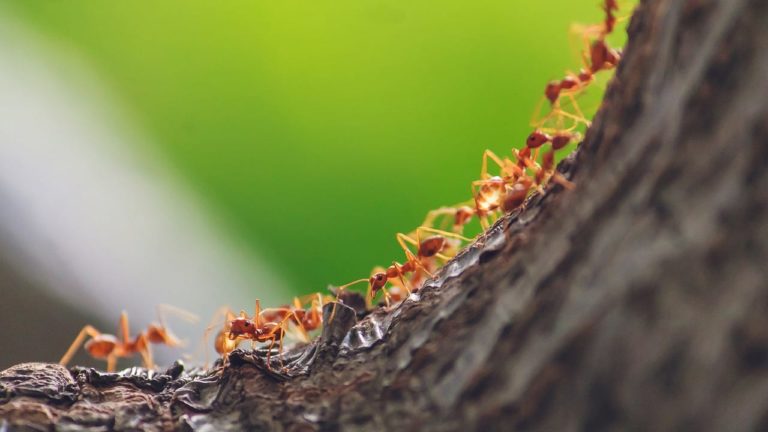 Perché le formiche camminano in fila indiana? La verità sullo strano comportamento