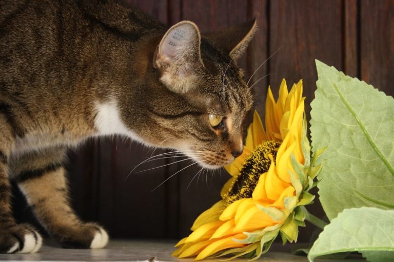 Allergia da polline nel gatto: come individuarla e curarla nel modo giusto