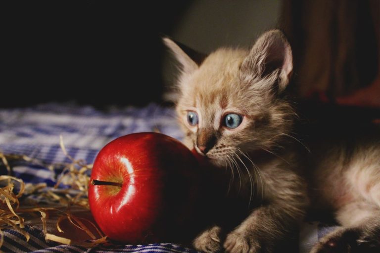 Frutta tossica per il gatto: quali sono gli alimenti assolutamente vietati