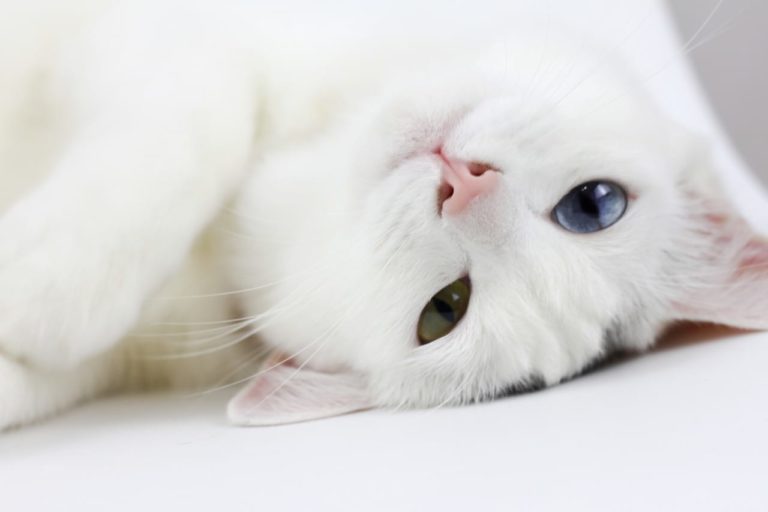 “Misteri felini”, ecco perché alcuni gatti hanno gli occhi diversi